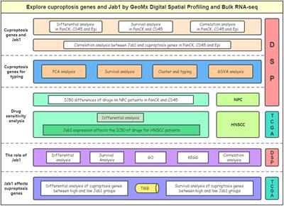 Cuproptosis related genes associated with Jab1 shapes tumor microenvironment and pharmacological profile in nasopharyngeal carcinoma